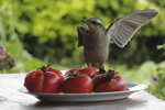 Aves Típicas em Aiuruoca