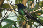 Aves Típicas em Aiuruoca