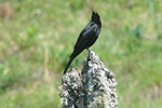 Aves Típicas em Aiuruoca