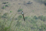 Aves Típicas em Aiuruoca