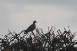 Aves Típicas em Aiuruoca