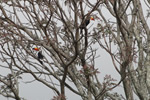 Aves Típicas em Aiuruoca