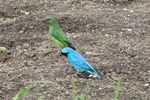 Aves Típicas em Aiuruoca