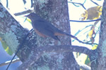 Aves Típicas em Aiuruoca