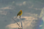 Aves Típicas em Aiuruoca