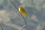 Aves Típicas em Aiuruoca