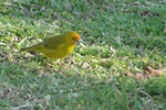 Aves Típicas em Aiuruoca