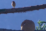 Aves Típicas em Aiuruoca