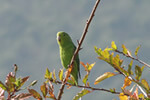 Aves Típicas em Aiuruoca